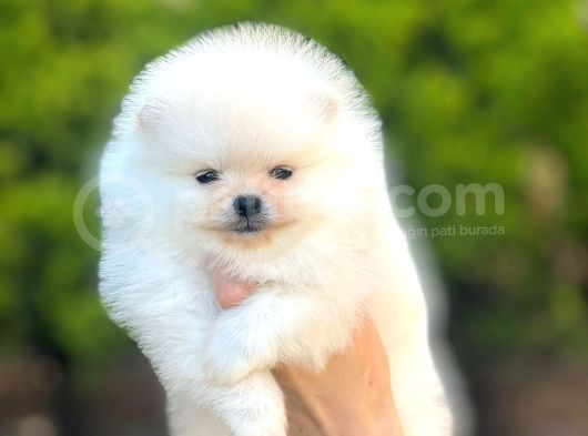 Teacup Ayi Surat Pomerani̇an Boo Yavrularimiz görsel