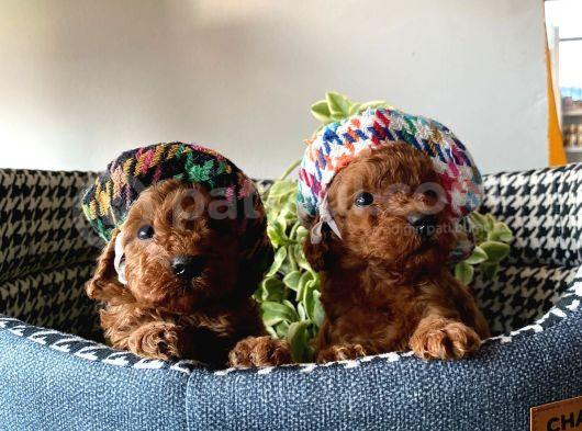 Show Kalite Sağlık Irk Garantili Toy Poodle Yavrularım