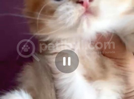 Ny11 Bebisler görsel