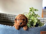 Show Kalite Sağlık Irk Garantili Toy Poodle Yavrularım