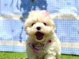 Sıfır Boyut Maltese Mini Bebekler