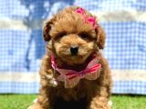 Maltipoo Tüy Dökmez Yavrular