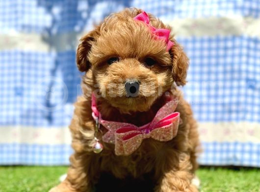 Maltipoo Tüy Dökmez Yavrular görsel