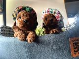 Show Kalite Sağlık Irk Garantili Toy Poodle Yavrularım