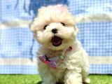 Sıfır Boyut Maltese Mini Bebekler