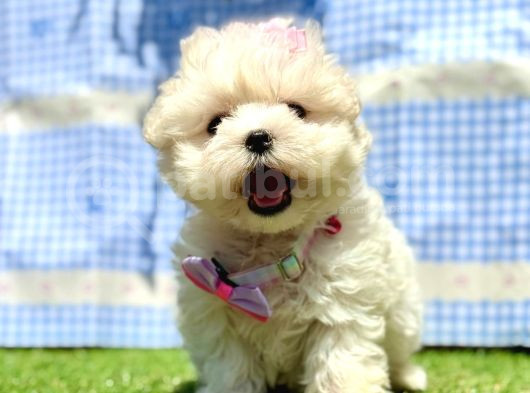 Sıfır Boyut Maltese Mini Bebekler görsel