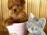 A Kalite Sağlık Irk Garantili Toy Poodle Yavrularım