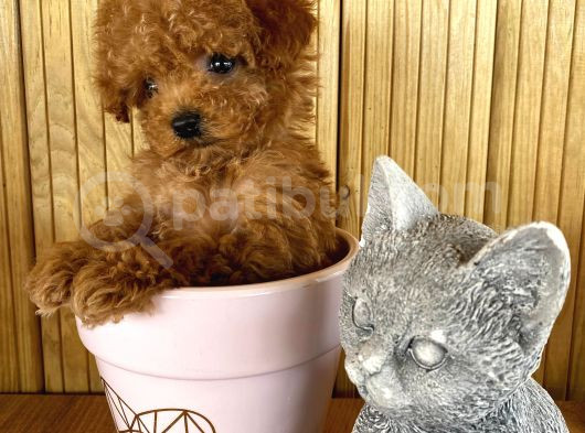 A Kalite Sağlık Irk Garantili Toy Poodle Yavrularım görsel