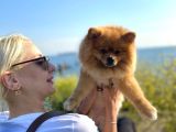 Pomerian boo