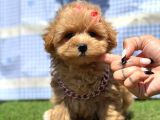 Kore Maltipoo Mini Sevimli Yavrular