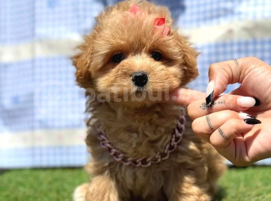 Kore Maltipoo Mini Sevimli Yavrular görsel