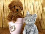 A Kalite Sağlık Irk Garantili Toy Poodle Yavrularım