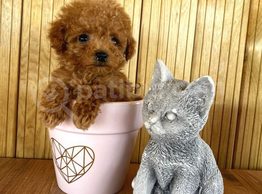 A Kalite Sağlık Irk Garantili Toy Poodle Yavrularım