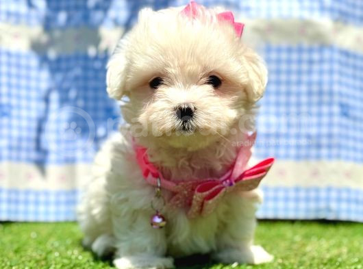 Kar Beyaz Maltese Mini Yavrular