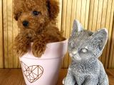 A Kalite Sağlık Irk Garantili Toy Poodle Yavrularım