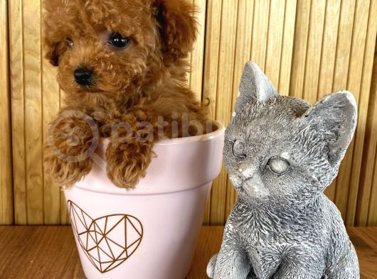 A Kalite Sağlık Irk Garantili Toy Poodle Yavrularım görsel