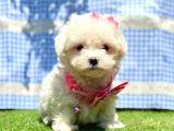 Kar Beyaz Maltese Mini Yavrular