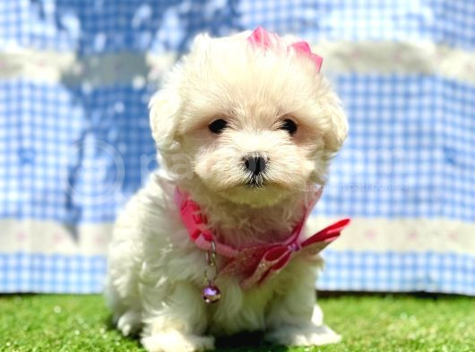Kar Beyaz Maltese Mini Yavrular görsel