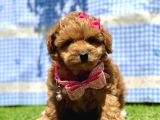 Maltipoo Tüy Dökmez Yavrular