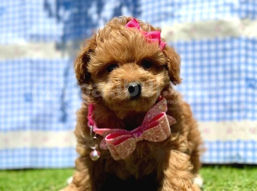 Maltipoo Tüy Dökmez Yavrular görsel