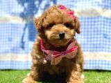 Maltipoo tüy Dökmez Yavrular