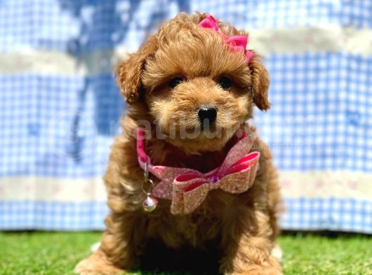 Maltipoo Tüy Dökmez Yavrular