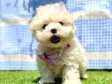 Sıfır Boyut Maltese Mini Bebekler