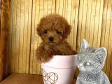 A Kalite Sağlık Irk Garantili Toy Poodle Yavrularım
