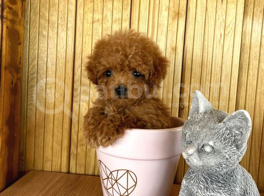 A Kalite Sağlık Irk Garantili Toy Poodle Yavrularım görsel