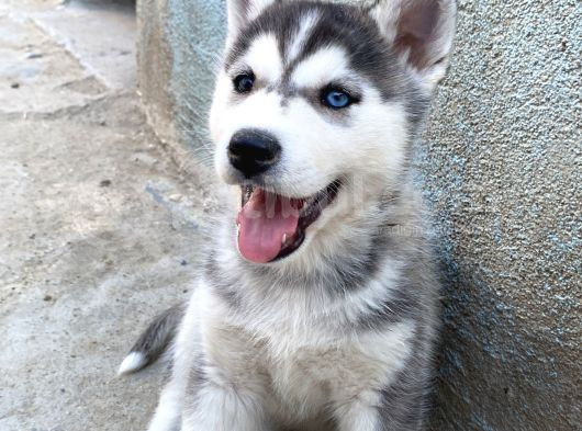 Orijinal Husky Yavrular görsel