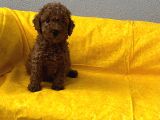  toy poodle bebişlerim