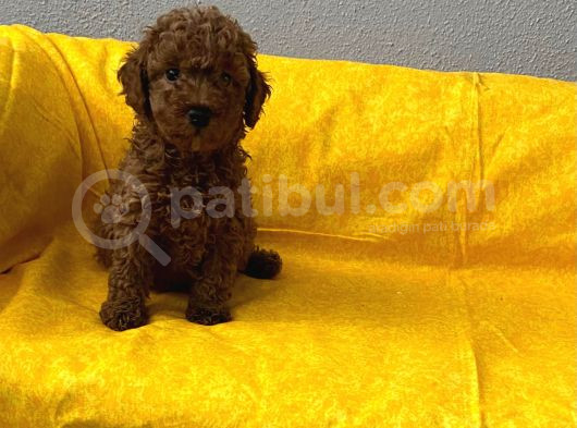 Toy Poodle Bebişlerim