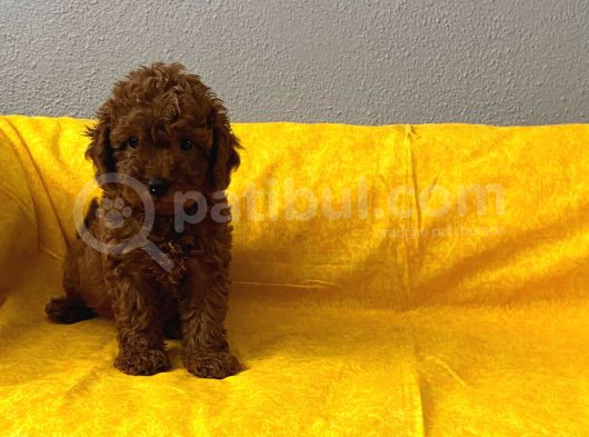 Toy Poodle Bebişlerim görsel