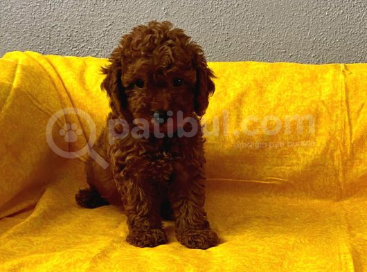 Toy Poodle Bebişlerim görsel