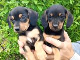 Dachshund Küçük Irk Yavrular
