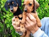 Dachshund Küçük Irk Yavrular