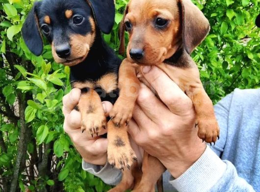 Dachshund Küçük Irk Yavrular görsel