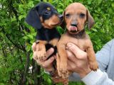 Dachshund Küçük Irk Yavrular