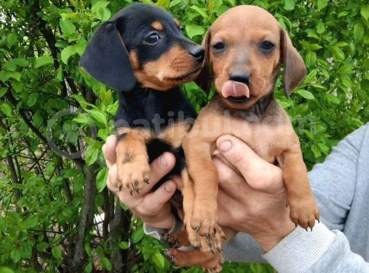 Dachshund Küçük Irk Yavrular görsel