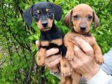 Dachshund Küçük Irk Yavrular