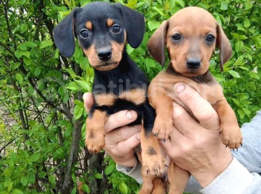 Dachshund Küçük Irk Yavrular