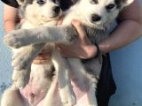 Orijinal Husky Yavrular