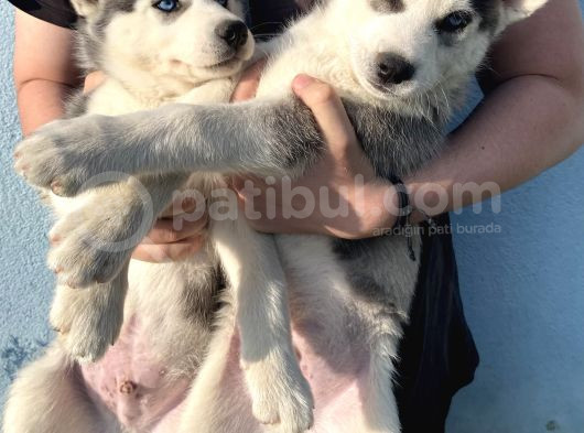 Orijinal Husky Yavrular görsel