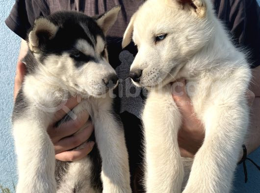 Orijinal Husky Yavrular görsel