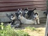 Orijinal Husky Yavrular