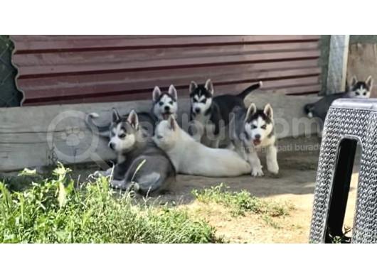 Orijinal Husky Yavrular