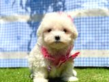 Kar Beyaz Maltese Mini Yavrular