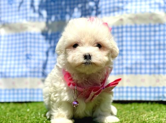 Kar Beyaz Maltese Mini Yavrular görsel