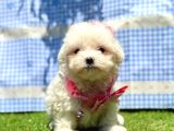Kar Beyaz Maltese Mini Yavrular