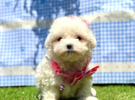 Kar Beyaz Maltese Mini Yavrular görsel
